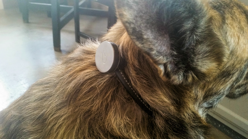 Illustration for article titled Adventure Tested: Whistle, A Fitness Tracker For Your Dog